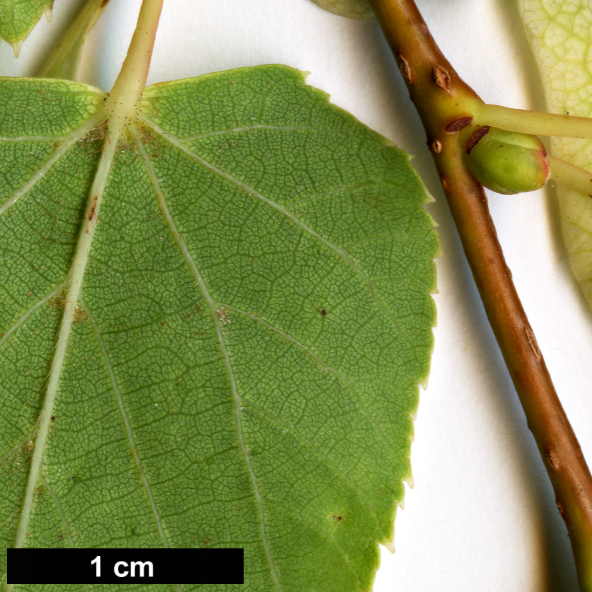 High resolution image: Family: Malvaceae - Genus: Tilia - Taxon: japonica - SpeciesSub: 'Westonbirt Dainty'